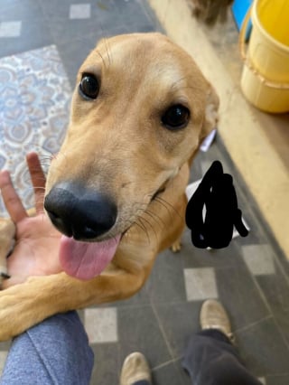 Illustration de l'article : 15 chats et chiens abandonn&eacute;s qui ont tout juste trouv&eacute; une nouvelle famille