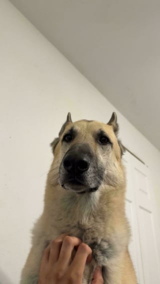 Illustration de l'article : 15 chats et chiens abandonn&eacute;s qui ont tout juste trouv&eacute; une nouvelle famille