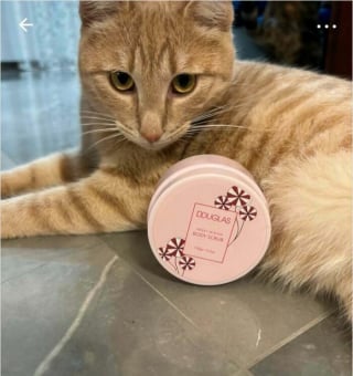 Illustration de l'article : 15 chats qui se sont pris pour les stars des petites annonces