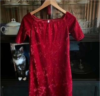 Illustration de l'article : 15 chats qui se sont pris pour les stars des petites annonces