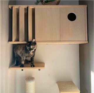 Illustration de l'article : 15 chats qui se sont pris pour les stars des petites annonces