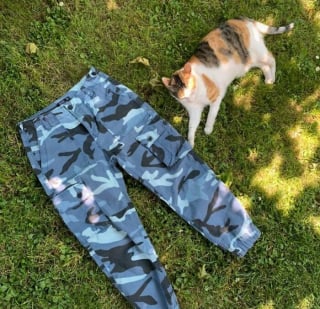 Illustration de l'article : 15 chats qui se sont pris pour les stars des petites annonces