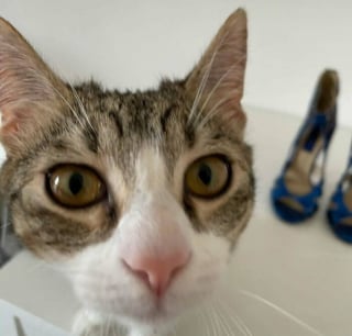 Illustration de l'article : 15 chats qui se sont pris pour les stars des petites annonces