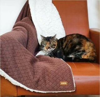 Illustration de l'article : 15 chats qui se sont pris pour les stars des petites annonces