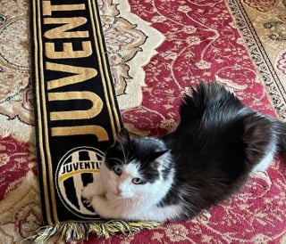 Illustration de l'article : 15 chats qui se sont pris pour les stars des petites annonces