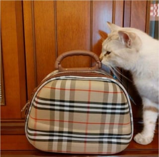 Illustration de l'article : 15 chats qui se sont pris pour les stars des petites annonces