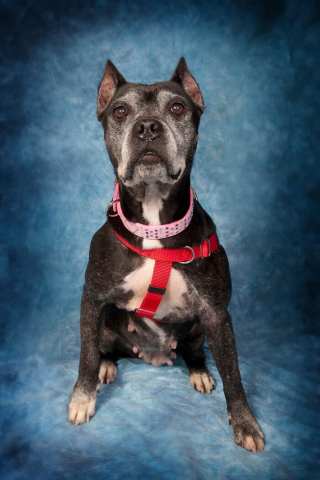 Illustration de l'article : 12 portraits touchants de chiens séniors secourus par un sanctuaire spécialisé dans leur adoption