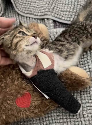 Illustration de l'article : &laquo; Une source d'inspiration &raquo;, un chaton trouv&eacute; dans un moteur de voiture et amput&eacute; d&rsquo;une patte n&rsquo;a jamais perdu sa joie de vivre