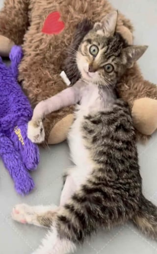 Illustration de l'article : &laquo; Une source d'inspiration &raquo;, un chaton trouv&eacute; dans un moteur de voiture et amput&eacute; d&rsquo;une patte n&rsquo;a jamais perdu sa joie de vivre