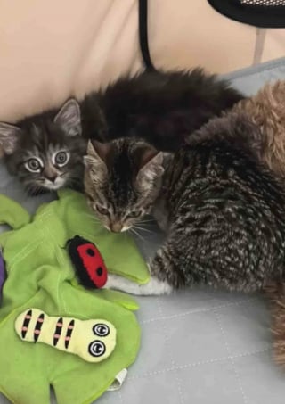 Illustration de l'article : &laquo; Une source d'inspiration &raquo;, un chaton trouv&eacute; dans un moteur de voiture et amput&eacute; d&rsquo;une patte n&rsquo;a jamais perdu sa joie de vivre