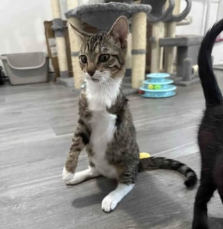 Illustration de l'article : &laquo; Une source d'inspiration &raquo;, un chaton trouv&eacute; dans un moteur de voiture et amput&eacute; d&rsquo;une patte n&rsquo;a jamais perdu sa joie de vivre