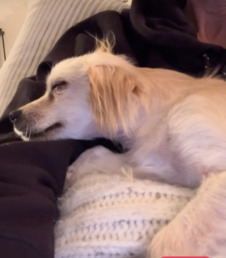 Illustration de l'article : Rejet&eacute; par sa famille apr&egrave;s identification, ce chien errant trouve une &acirc;me bienveillante pr&ecirc;te &agrave; l'aimer (vid&eacute;o)