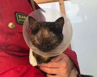 Illustration de l'article : Aveugle de naissance et abandonn&eacute;e, cette chatte est la plus affectueuse que le refuge ait jamais connue