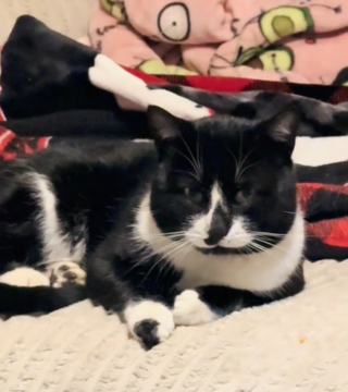 Illustration de l'article : Pendant une temp&ecirc;te de neige, elle ouvre sa porte &agrave; un f&eacute;lin errant malgr&eacute; le regard d&eacute;sapprobateur de son propre chat (vid&eacute;o)