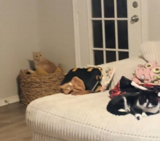 Illustration de l'article : Pendant une temp&ecirc;te de neige, elle ouvre sa porte &agrave; un f&eacute;lin errant malgr&eacute; le regard d&eacute;sapprobateur de son propre chat (vid&eacute;o)