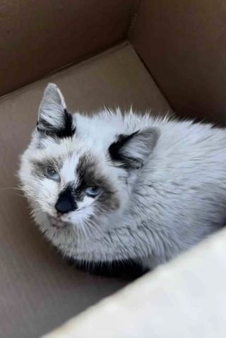 Illustration de l'article : Reconnaissante envers sa bienfaitrice qui ne l&rsquo;a jamais abandonn&eacute;e, cette chatte lui fait un dernier c&acirc;lin avant de rejoindre sa nouvelle famille (vid&eacute;o)