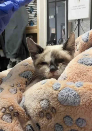 Illustration de l'article : Reconnaissante envers sa bienfaitrice qui ne l&rsquo;a jamais abandonn&eacute;e, cette chatte lui fait un dernier c&acirc;lin avant de rejoindre sa nouvelle famille (vid&eacute;o)