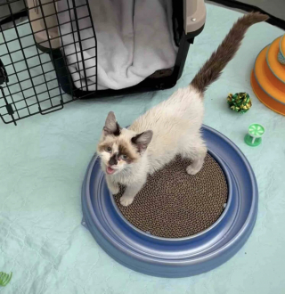 Illustration de l'article : Reconnaissante envers sa bienfaitrice qui ne l&rsquo;a jamais abandonn&eacute;e, cette chatte lui fait un dernier c&acirc;lin avant de rejoindre sa nouvelle famille (vid&eacute;o)