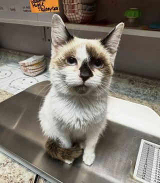 Illustration de l'article : Reconnaissante envers sa bienfaitrice qui ne l&rsquo;a jamais abandonn&eacute;e, cette chatte lui fait un dernier c&acirc;lin avant de rejoindre sa nouvelle famille (vid&eacute;o)