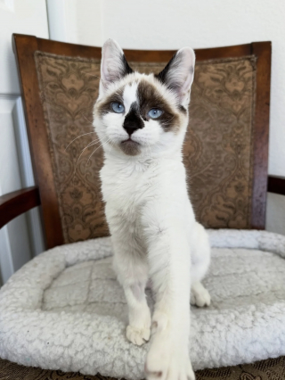 Illustration de l'article : Reconnaissante envers sa bienfaitrice qui ne l&rsquo;a jamais abandonn&eacute;e, cette chatte lui fait un dernier c&acirc;lin avant de rejoindre sa nouvelle famille (vid&eacute;o)