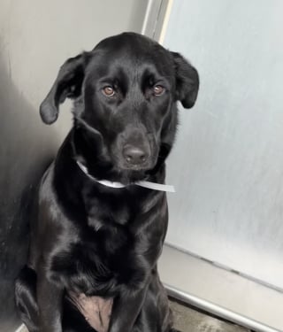 Illustration de l'article : Abandonn&eacute;e en raison d&rsquo;un &laquo; emploi du temps charg&eacute; &raquo;, cette chienne tremblante de peur au refuge retrouve sa joie de vivre gr&acirc;ce &agrave; l&rsquo;adoption (vid&eacute;o)