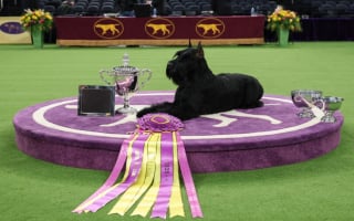 Illustration de l'article : Salu&eacute;e pour sa gr&acirc;ce, cette femelle Dobermann a &eacute;bloui le jury et surpass&eacute; 3000 concurrents pour d&eacute;crocher ce titre prestigieux