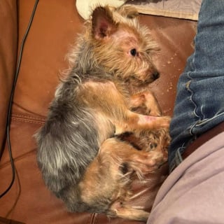 Illustration de l'article : Endolorie et terrifi&eacute;e apr&egrave;s avoir &eacute;t&eacute; jet&eacute;e aux ordures, une chienne aux pattes d&eacute;form&eacute;es s'ouvre timidement &agrave; la tendresse