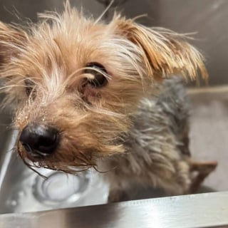 Illustration de l'article : Endolorie et terrifi&eacute;e apr&egrave;s avoir &eacute;t&eacute; jet&eacute;e aux ordures, une chienne aux pattes d&eacute;form&eacute;es s'ouvre timidement &agrave; la tendresse
