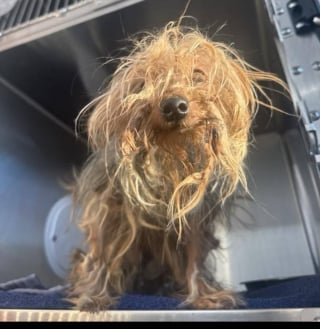 Illustration de l'article : Endolorie et terrifi&eacute;e apr&egrave;s avoir &eacute;t&eacute; jet&eacute;e aux ordures, une chienne aux pattes d&eacute;form&eacute;es s'ouvre timidement &agrave; la tendresse