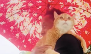 Illustration de l'article : Atteint d'une maladie neurod&eacute;g&eacute;n&eacute;rative, un chat de 21 ans s'accroche de toutes ses forces &agrave; son ma&icirc;tre pour oublier sa peur le temps d'une averse (vid&eacute;o)