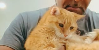 Illustration de l'article : Atteint d'une maladie neurod&eacute;g&eacute;n&eacute;rative, un chat de 21 ans s'accroche de toutes ses forces &agrave; son ma&icirc;tre pour oublier sa peur le temps d'une averse (vid&eacute;o)