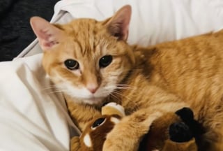 Illustration de l'article : Atteint d'une maladie neurod&eacute;g&eacute;n&eacute;rative, un chat de 21 ans s'accroche de toutes ses forces &agrave; son ma&icirc;tre pour oublier sa peur le temps d'une averse (vid&eacute;o)