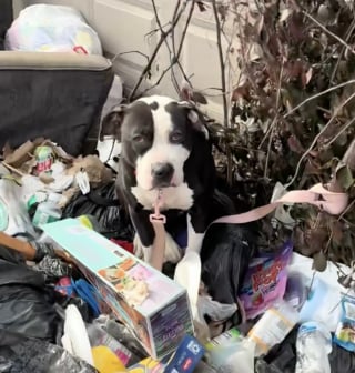 Illustration de l'article : &laquo; Jet&eacute;e comme un d&eacute;chet &raquo;, cette petite Pitbull abandonn&eacute;e d&eacute;couvre enfin la s&eacute;curit&eacute; et le bonheur sur un canap&eacute; moelleux (vid&eacute;o)