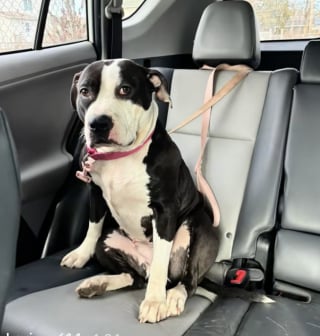 Illustration de l'article : &laquo; Jet&eacute;e comme un d&eacute;chet &raquo;, cette petite Pitbull abandonn&eacute;e d&eacute;couvre enfin la s&eacute;curit&eacute; et le bonheur sur un canap&eacute; moelleux (vid&eacute;o)