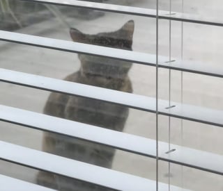 Illustration de l'article : Un Labrador tombe instantan&eacute;ment amoureux d&rsquo;une chatte errante et tente chaque jour de devenir son ami en lui offrant ses jouets (vid&eacute;o)