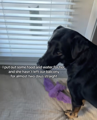 Illustration de l'article : Un Labrador tombe instantan&eacute;ment amoureux d&rsquo;une chatte errante et tente chaque jour de devenir son ami en lui offrant ses jouets (vid&eacute;o)