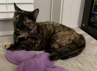 Illustration de l'article : Un Labrador tombe instantan&eacute;ment amoureux d&rsquo;une chatte errante et tente chaque jour de devenir son ami en lui offrant ses jouets (vid&eacute;o)