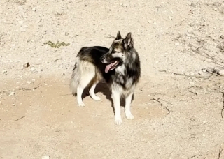 Illustration de l'article : &laquo; Il avait l&rsquo;air si d&eacute;vast&eacute; &raquo;, un chien errant depuis l&rsquo;expulsion de sa famille trouve une aide secourable dans le d&eacute;sert (vid&eacute;o)