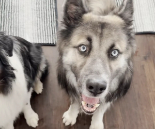 Illustration de l'article : &laquo; Il avait l&rsquo;air si d&eacute;vast&eacute; &raquo;, un chien errant depuis l&rsquo;expulsion de sa famille trouve une aide secourable dans le d&eacute;sert (vid&eacute;o)