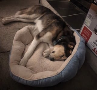 Illustration de l'article : La promenade d'un chien se transforme en course contre la montre pour le sauver après avoir avalé une serviette imprégnée de drogue