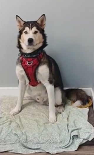 Illustration de l'article : La promenade d'un chien se transforme en course contre la montre pour le sauver apr&egrave;s avoir aval&eacute; une serviette impr&eacute;gn&eacute;e de drogue