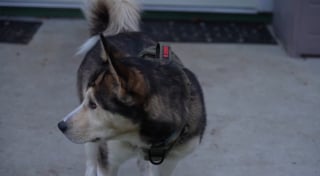 Illustration de l'article : La promenade d'un chien se transforme en course contre la montre pour le sauver après avoir avalé une serviette imprégnée de drogue