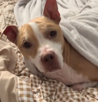 Illustration de l'article : La grasse matin&eacute;e inhabituelle de ce chien inqui&egrave;te sa ma&icirc;tresse rentr&eacute;e pr&eacute;cipitamment du travail pour v&eacute;rifier son &eacute;tat, mais cache une histoire poignante (vid&eacute;o)