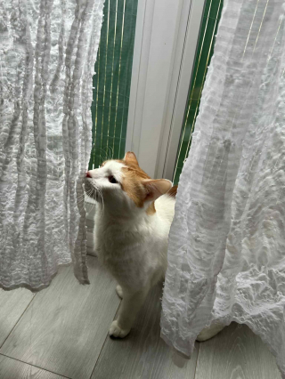 Illustration de l'article : &laquo; Sa propri&eacute;taire a d&eacute;cid&eacute; de se d&eacute;barrasser de lui &raquo;, Hagrid, le chat abandonn&eacute;, compte sur vous pour trouver une famille aimante