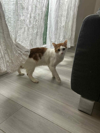 Illustration de l'article : &laquo; Sa propri&eacute;taire a d&eacute;cid&eacute; de se d&eacute;barrasser de lui &raquo;, Hagrid, le chat abandonn&eacute;, compte sur vous pour trouver une famille aimante