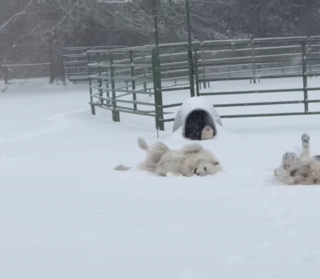 Illustration de l'article : En plein blizzard, ces imposants Patous laissent tomber leur r&ocirc;le de gardiens et redeviennent des chiots (vid&eacute;o)