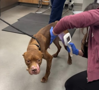 Illustration de l'article : Utilis&eacute;e pour l'entra&icirc;nement de chiens au combat, cette chienne couverte de blessures continue de remuer la queue et d'avoir confiance en l'humain