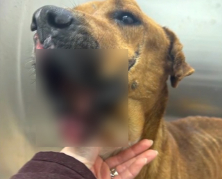 Illustration de l'article : Condamn&eacute;e par ses blessures au visage, cette chienne a eu la vie sauve gr&acirc;ce &agrave; l'ouverture inesp&eacute;r&eacute;e d'une clinique au sein du refuge