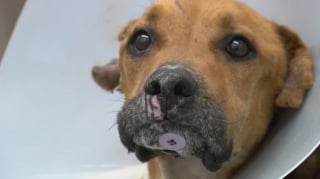 Illustration de l'article : Condamn&eacute;e par ses blessures au visage, cette chienne a eu la vie sauve gr&acirc;ce &agrave; l'ouverture inesp&eacute;r&eacute;e d'une clinique au sein du refuge