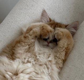 Illustration de l'article : &laquo; Quel petit coquin ! &raquo;, la propri&eacute;taire d&rsquo;un chat espi&egrave;gle prouve que t&eacute;l&eacute;travailler avec un f&eacute;lin demande souvent beaucoup de patience (vid&eacute;o)